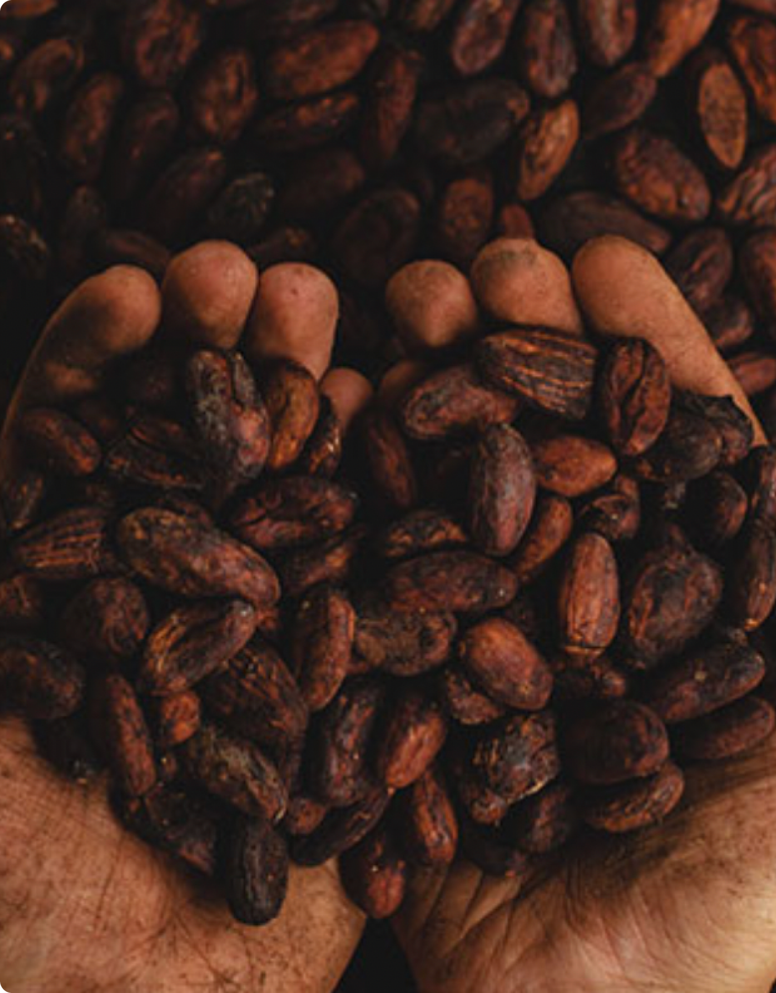 Monsooned Malabar Arabica Coffee